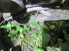 Pseudomys delicatulus