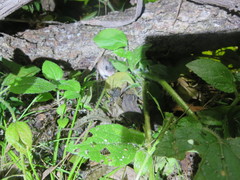 Pseudomys delicatulus