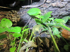 Pseudomys delicatulus