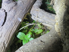 Pseudomys delicatulus