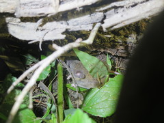 Pseudomys delicatulus