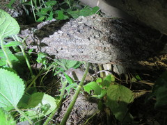 Pseudomys delicatulus