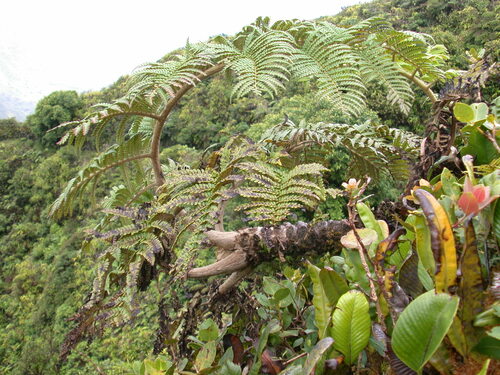 Sphaeropteris feani observed 2003-01-30