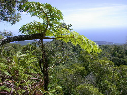 Sphaeropteris feani observed 2003-06-27