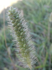 Setaria surgens