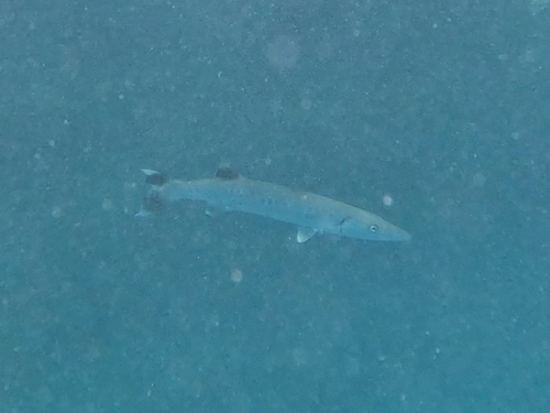 Great Barracuda — seen at this dive site