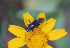 Capsodes