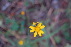 Capsodes