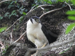 Micrastur semitorquatus