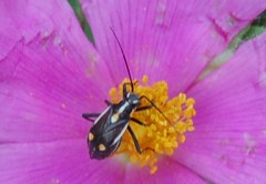 Capsodes sulcatus