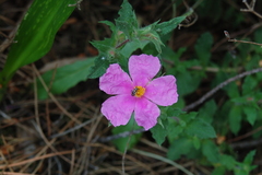 Capsodes sulcatus
