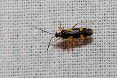 Dryophilocoris flavoquadrimaculatus
