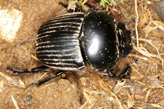 Scarabaeus laticollis
