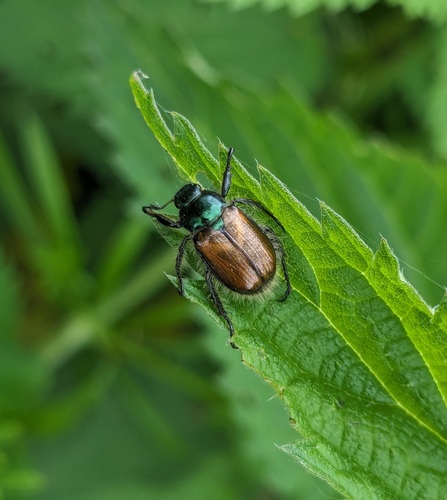 Garden Chafer