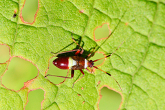 Closterotomus biclavatus
