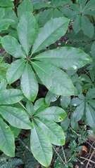 Schefflera digitata