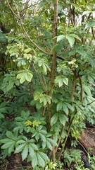 Schefflera digitata