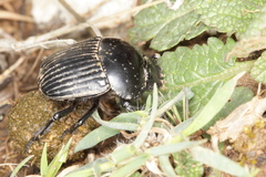 Scarabaeus laticollis