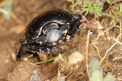 Scarabaeus laticollis