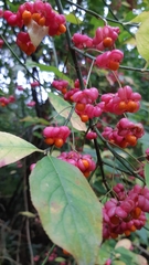 Euonymus europaeus