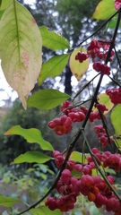 Euonymus europaeus