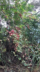 Euonymus europaeus