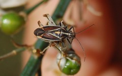 Horistus orientalis