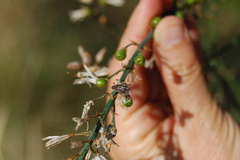 Horistus orientalis