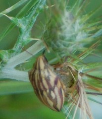 Odontotarsus