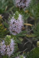Echium hierrense, photograph (c) fmunoz, some rights reserved (CC BY)