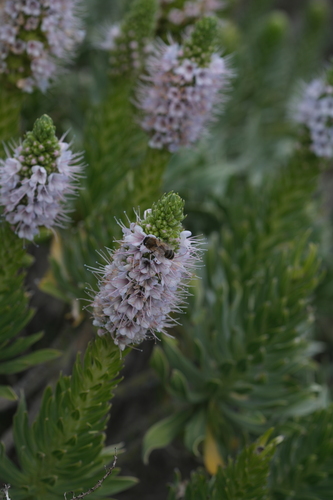 Echium hierrense, photograph 3