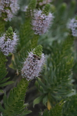 Echium hierrense, photograph (c) fmunoz, some rights reserved (CC BY)