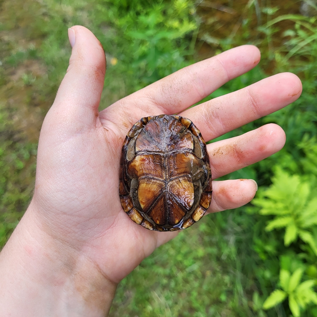 Eastern Mud Turtle in May 2024 by Danica · iNaturalist