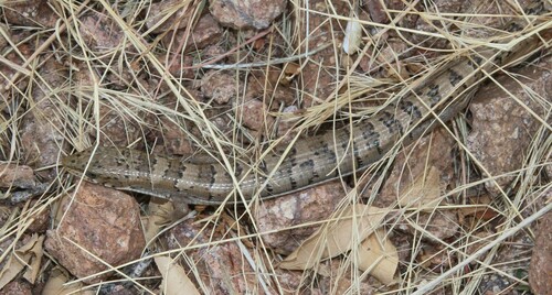 Madrean Alligator Lizard