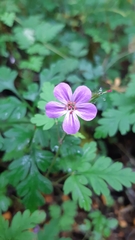 Geranium robertianum