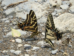 Papilio alexiares garcia
