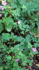 Geranium robertianum