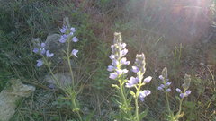 Veronica austriaca jacquinii