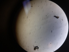 Ochetellus glaber