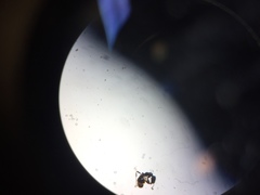 Ochetellus glaber