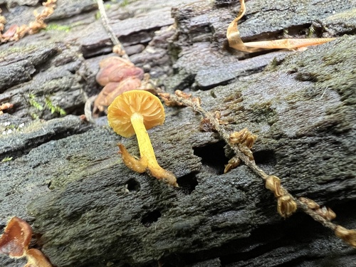 Pholiota (Photo 2 of 6)