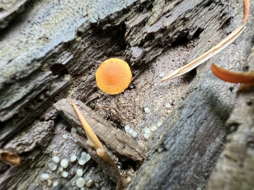 Pholiota (Photo 3 of 6)