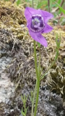 Campanula lusitanica