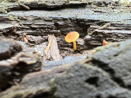Pholiota