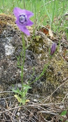 Campanula lusitanica