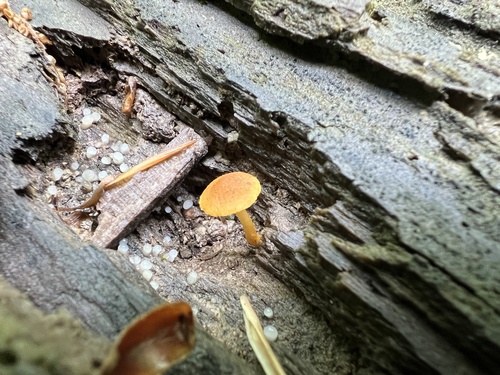 Pholiota (Photo 4 of 6)