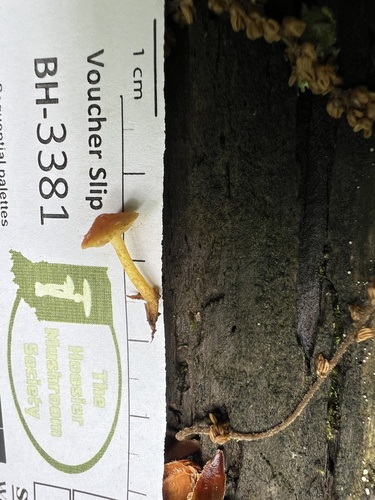 Pholiota (Photo 6 of 6)