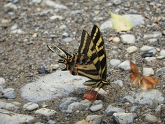 Papilio pilumnus