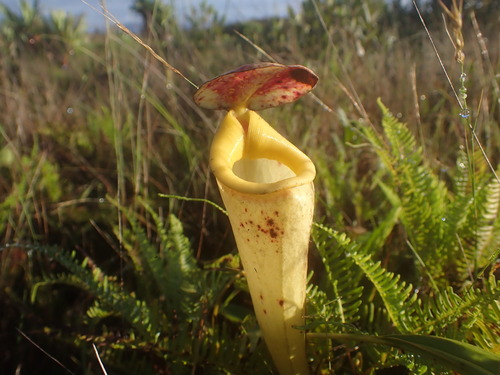 Image of Nepenthes madagascariensis by (c) Louis Aureglia, some rights reserved (CC BY)