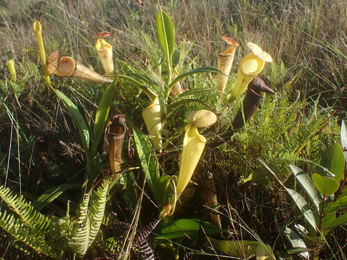Image of Nepenthes madagascariensis by (c) Louis Aureglia, some rights reserved (CC BY)